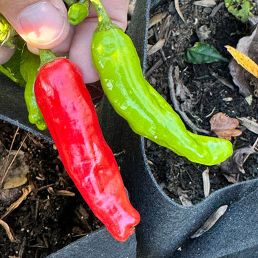 Shishito - Seeds - The Pepper Pantry (Formerly Marie Sharp's)